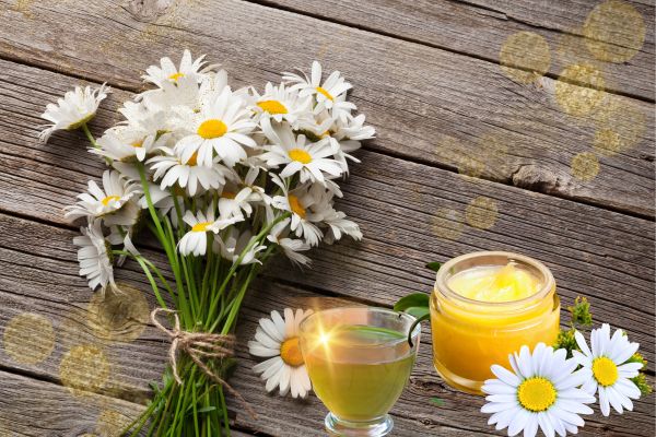 Heilsamer Tee und Salbe vom Gänseblümchen - Magie der Pflanzen
